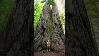 Secuoya Gigante Curiosidades Increíbles del Árbol Más Grande [upl. by Llehcram]