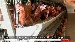 Attempts to contain Avian flu in Limpopo [upl. by Michelina562]