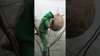 The process of moving a wild bee hive from a tree [upl. by Solegnave]