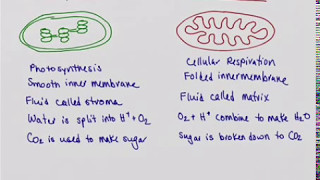 Chloroplast vs Mitochondrion [upl. by Ciredec]