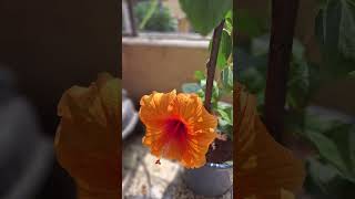 Colourful Hibiscus at our balcony sokolee tomar iccha [upl. by Arriaes]