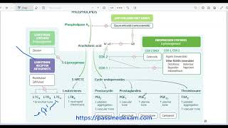 arachidonic acid pathway [upl. by Uos297]