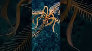 NEW DISCOVER SPECIES FEATHER STAR [upl. by Anneiv]