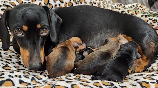 Mini Dachshund gives birth to 7 puppies [upl. by Poppo]