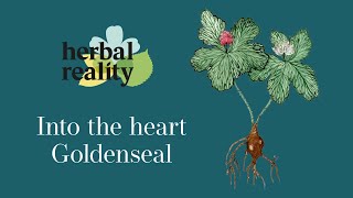 Goldenseal Rooting for Natural Health [upl. by Varney599]