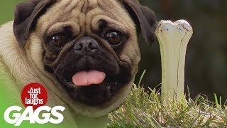 Dogs Get Pranked  Best of Just for Laughs Gags [upl. by Berkow]