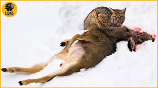 Most Brutal Attacks By Wild Cats Caught On Camera Bobcat Ocelot Lynx [upl. by Nylrehs]