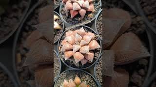 haworthia chocolate hybrid plants haworthia gasteria sansevieria [upl. by Aronos]