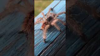 Facts About Spiders  Subscribe For More Content  Animals  Learning Videos  Educational For Kids [upl. by Yusem]