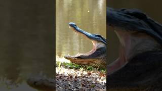 Gator bite shorts alligator wildlife nature animalshorts youtubeshorts [upl. by Aohsoj]