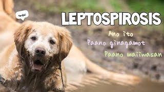 Leptospirosis sa aso symptoms at possible Treatment Tagalog [upl. by Maryjo]