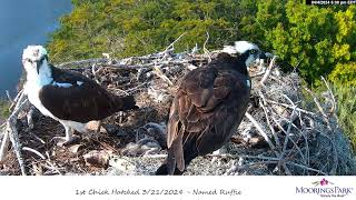 Moorings Park Osprey 04042024 1730 [upl. by Ilka]