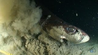 Alien Sharks Dogfish and Sleeper Shark [upl. by Eloci405]