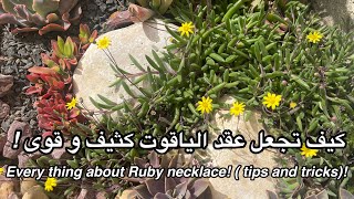 كل شىء عن عقد الياقوت  إكثاره  رعايته  الدليل الشاملothonna capensis succulent care propagation [upl. by Lib]