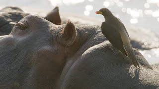 Oxpeckers Take Advantage of Their Hippo Hosts [upl. by Bander]