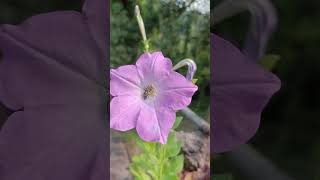 Types of petunia  winter flowering plant  winter flowers shorts trending youtubeshorts youtube [upl. by Marylinda]