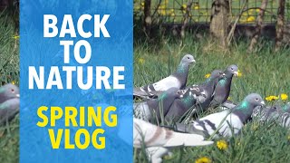 Racing Pigeons Back to Nature [upl. by Norina]