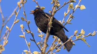 Four Hours Relaxing Birdsong Blackbird [upl. by Phail]