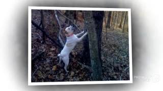 American Treeing Feist Dog breed [upl. by Scarrow]