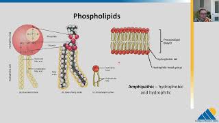 BIOL201 Ch33  Lipids [upl. by Neufer315]