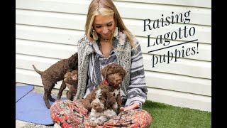 Raising Lagotto Romagnolo puppies [upl. by Howlyn610]