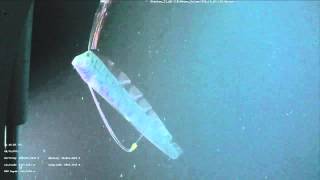 Video of the Oarfish Regalecus glesne [upl. by Ayihsa]