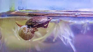 predacious diving beetle nano tank [upl. by Rothschild980]