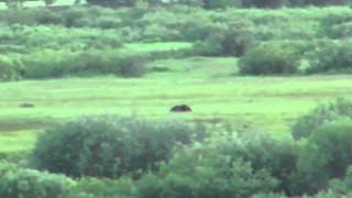 How Fast Can a Grizzly Bear Run [upl. by Etep]