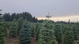 Christmas tree farm part 2 [upl. by Gaudette104]