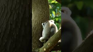 Female Koala Grooming and Climbing Next to Mate in Australian Wildlife Sanctuary [upl. by Muslim397]