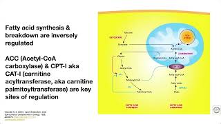 Quick overview of fatty acid metabolism [upl. by Rehctaht]