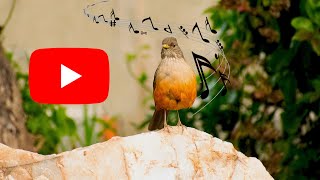 Disfruta del Hermoso Canto del Zorzal  Canto do Sabiá Laranjeira  Z Colorado Turdus Rufiventris [upl. by Venita]