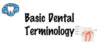 Basic Dental Terminology [upl. by Bethezel]