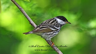 Setophaga striata BLACKPOLL WARBLERS Spring amp Fall foraging 9087608 [upl. by Reniar106]