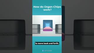 What are OrganChips Recreate Human Biology in an Advanced In Vitro Model [upl. by Nasus]