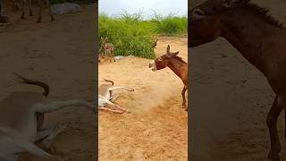 gadhe jump kifill kicks ytshorts beautiful donkeys [upl. by Larimore]