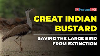 Great Indian Bustard Saving the large bird from extinction  Great Indian Bustard  ForumIAS [upl. by Atinob]