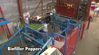 Burg Machinery  Bin filler bell peppers [upl. by Ddat]