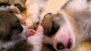 3 week old Corgi puppies playing [upl. by Aitekram]