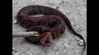 Cottonmouth and Bruce Kayaking Steinhatchee River 418 [upl. by Vaenfila827]