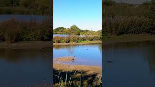 Filey Dams Nature Reserve [upl. by Mccartan]