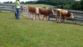 Welsh Corgi quotJackiequot is herding cattle first time [upl. by Danella]