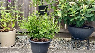 First Prune For California Lilac Victoria Ceanothus July 8 [upl. by Errick106]