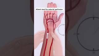 ✋Allens test for arterial perfusion✋🩸youtube shorts short trending medical ytshorts trend [upl. by Derfliw]