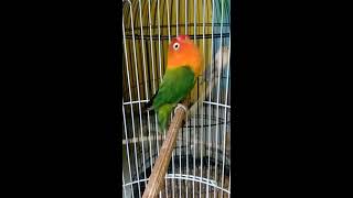 Masteran LOVEBIRD Pagi Hari [upl. by Riva]