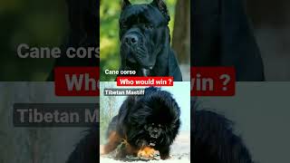 Cane Corso vs Tibetan Mastiff Dog Fight 🔥 who would win  canecorso tibetanmastiff pitbull [upl. by Araccat]