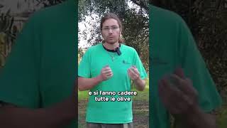 Come usare lABBACCHIATORE per raccogliere le OLIVE  GUARDA IL VIDEO COMPLETO [upl. by Keiko]