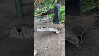 DIy Snake trap using rope stickAxe shorts youtube reels trending viralvideo youtubeshorts [upl. by Sekyere]