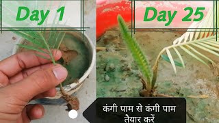 कंगी cycas पाम palm के पौधे से और पौधे कैसे तैयार करें  cycas palm cycas palm plant grow [upl. by Han]