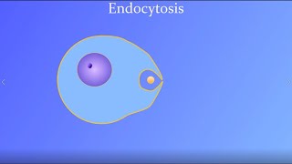 Endocytosis featuring a real amoeba and white blood cell [upl. by Ciapha306]